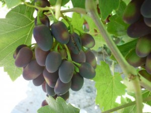 Приготування виноградного вина з цілих ягід