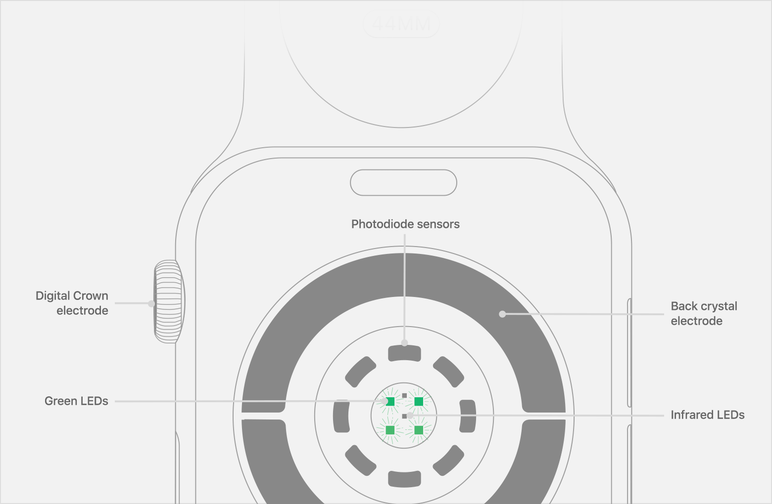 Зелені світлодіоди Apple Watch забезпечують вимір пульсу під час тренувань і сеансів дихання, а також розрахунок середньої кількості кроків і варіабельності серцевого ритму (ВСР)
