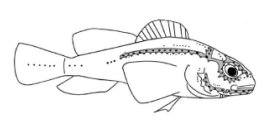 Зображення сліпий печерної риби з затіненими органами бічної лінії