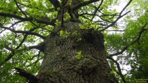 Восстановительные свойства и высокое качество древесины означают, что выращивание Oxytree может защитить местные леса от чрезмерной вырубки
