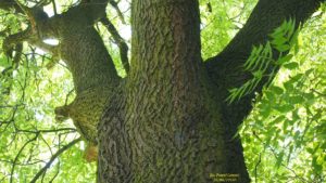 Удаление деревьев Oxytree может произойти уже через 6 лет после посадки саженцев